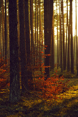 The setting sun in a pine forest. Yellow warm light.