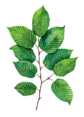 Watercolor European or common hornbeam, Carpinus betulus isolated on white background. Hand drawn painting plant illustration.