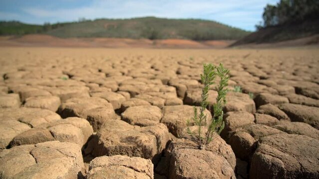 Surviving green plant on sandy dry soil during drought climate ecological disaster. Macro in perspective.