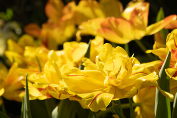 Yellow peony tulips in the sun. Close-up. Bright spring picture. Background, texture