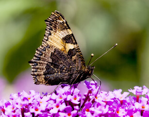 Selective focus shot of a butterfly on purple flowers