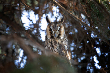 Adult Long-eared owl perched on a tree branch