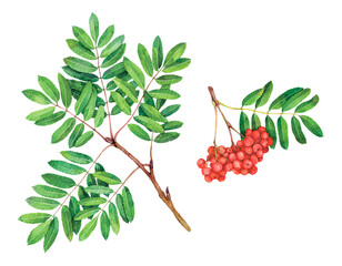 Watercolor Sorbus aucuparia or rowan, mountain-ash isolated on white background. Hand drawn painting plant illustration.