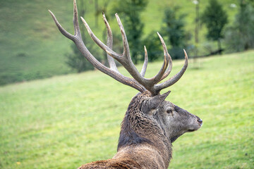 Back view of the male red deer grazing in the open terrain