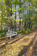 comfortable wooden bench in sunny autumn park in Pushkin mountains, Pskov, Russia