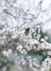 butterfly on springtime flowering tree