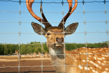 Deer farm in the forest. A red deer behind a wire mesh fence. In the background there is a large...