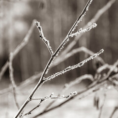 grass, branches covered with frost