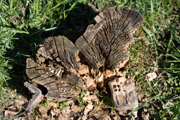 Wooden half-ruined stump on a background of green grass. Beautiful wooden background, wood texture