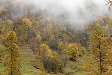 Autumn foliage.
Some plants with typical autumn colored foliage with foggy; Italy, Soana Valley.