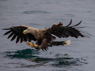 Shallow focus of a white-tailed eagle catching a fish at the Isle of Mull