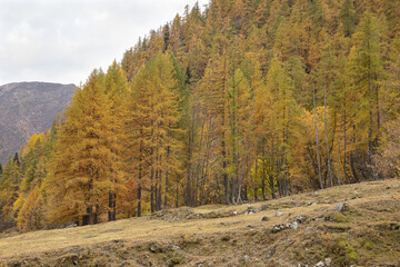 Fototapeta na wymiar Autumn foliage. Some plants with typical autumn colored foliage; Italy, Soana Valley.
