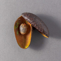 Closeup of avocado peels and seed on a gray surface