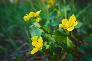 First spring yellow forest flowers: spring, near river, north karelian nature.