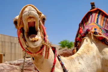 Fototapeten Closeup of a beautiful angry camel at Petra Jordan © Juan Orta/Wirestock Creators