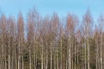 View to grove with young birch trees under clear blue sky at springtime