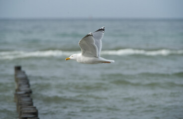 Silberm&ouml;we im Flug vor Ostsee