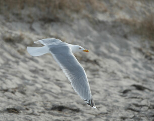Möwe im Flug über Strand (Ostsee)