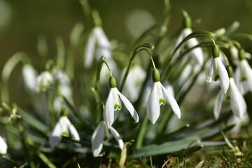 bunch of snowdrops