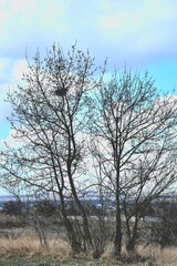 Fototapeta na wymiar a tree with a nest