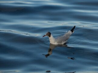M&ouml;we schwimmt im Meer (Ostsee)