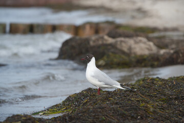 Lachmöwe am Strand (Ostsee)