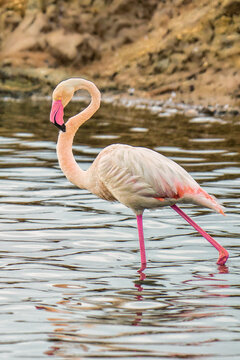 Kuba-Flamingo Phoenicopterus ruber Salinas del Odiel Huelva Spanien © EyeAmAmazed