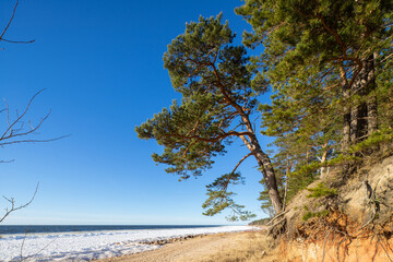 Beautiful landscape of Baltic sea. Sunny day. Pine trees.