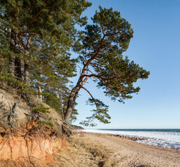 Fototapeta na wymiar Beautiful landscape of Baltic sea. Sunny day. Pine trees.