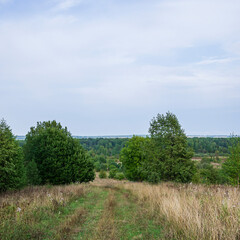 Fototapeta na wymiar landscape, forest road