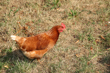 Haushuhn / Domestic Chicken / Gallus gallus domesticus