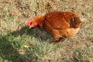 Haushuhn / Domestic Chicken / Gallus gallus domesticus