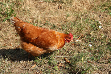Haushuhn / Domestic Chicken / Gallus gallus domesticus