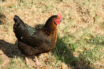 Haushuhn / Domestic Chicken / Gallus gallus domesticus