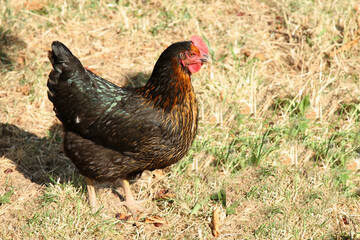 Haushuhn / Domestic Chicken / Gallus gallus domesticus