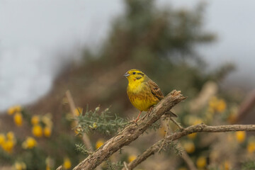 Yellowhammer perched on a branch