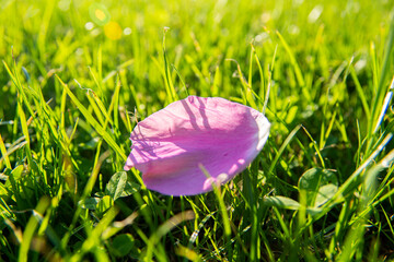 pink flower petal in grass