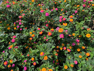 Wandelröschen (Lantana camara) Werder Havel Brandenburg