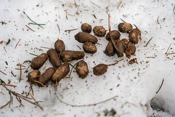 Pile of hare brown poop on forest glade covered with snow at winter time. Hunt and wildlife concept. © Bonsales