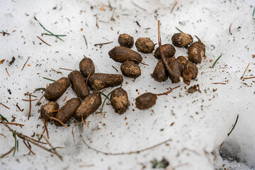 Pile of hare brown poop on forest glade covered with snow at winter time. Hunt and wildlife concept.