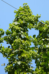 Fototapeta premium Hopfen / Hop /