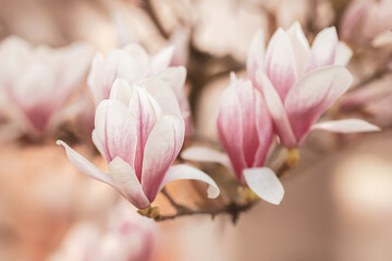 Magnolien © Jolanthe