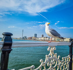 bird in focus and  brighton city in background