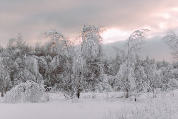 schöne Winterlandschaft mit schneebedeckten Bäumen im Abendlicht 