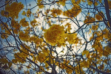 Flores de Lapacho amarillo