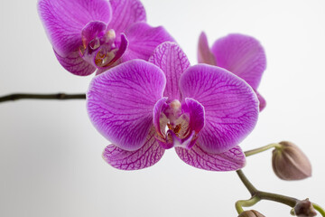 Pink orchids flowers on white background, close up. A bloom phalaenopsis orchid for publication, poster, calendar, screensaver, wallpaper, postcard, card, banner, cover, website. High quality photo