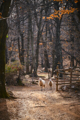 sheeps in the forest