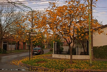 Naklejka premium Lapachos amarillos