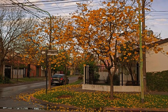 Lapachos amarillos