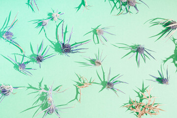 Pattern made of spiny Eryngium plant (Amethyst Sea Holly) on mint background. Botanical, nature concept.